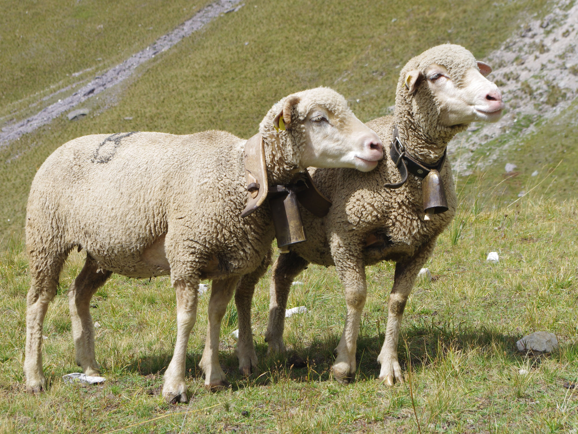Due pecore al pascolo.