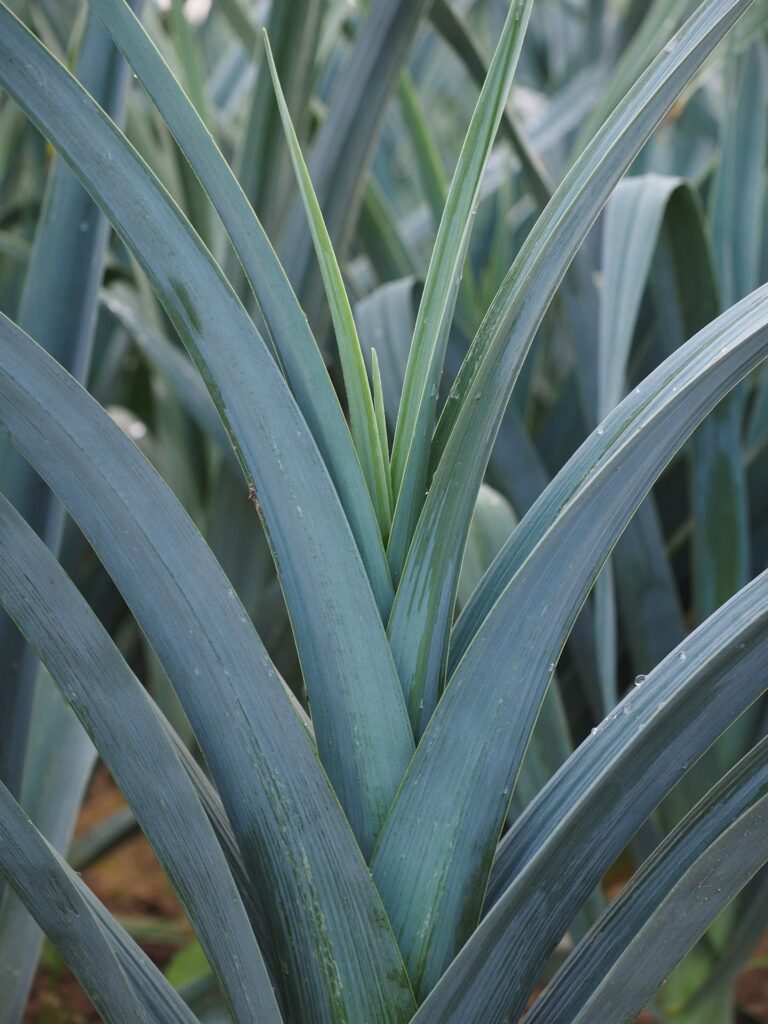 Porri nel campo, si vede solo la parte superiore.