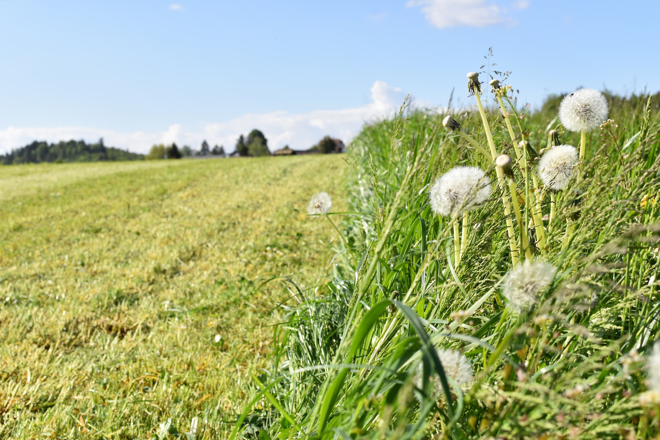 Un campo falciato, accanto un campo non falciato con denti di leone.