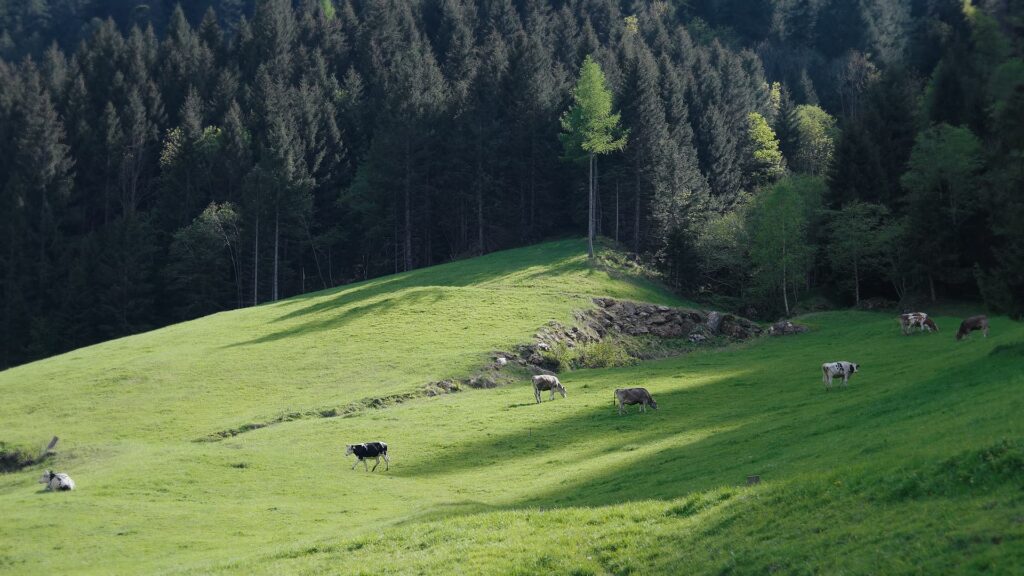 Mucche al pascolo.