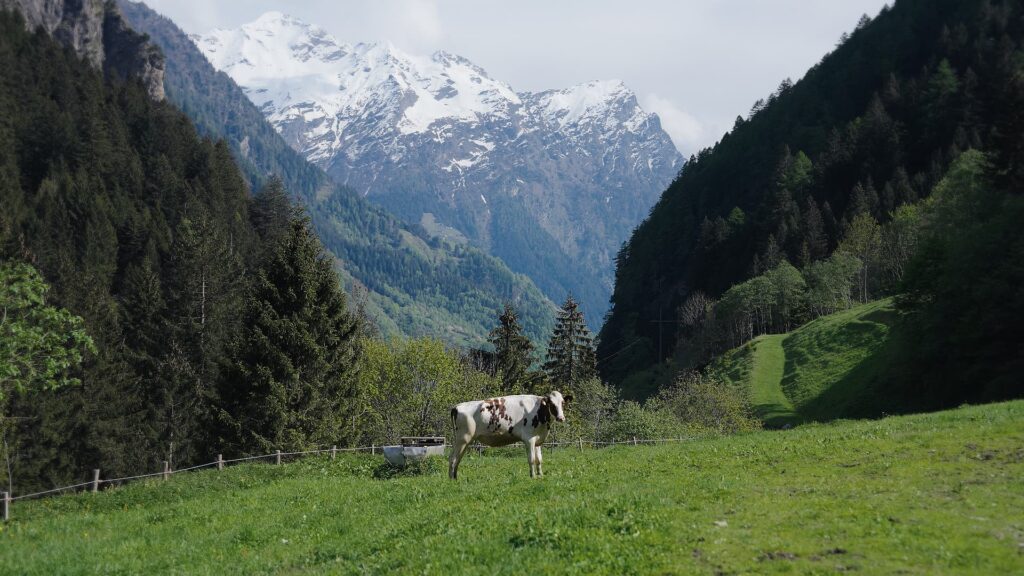 Una mucca al pascolo, con le montagne sullo sfondo.