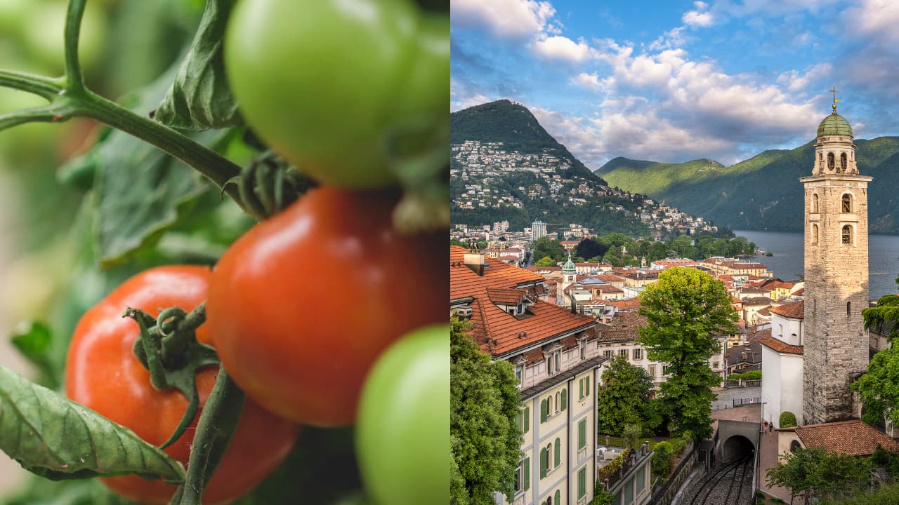 Nell'immagine della campagna principale a destra si vede la città di Lugano e a sinistra dei pomodori.