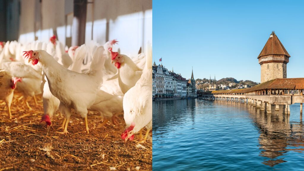 Nell'immagine della campagna principale, a destra si vede la città di Lucerna e a sinistra delle galline nel pollaio.