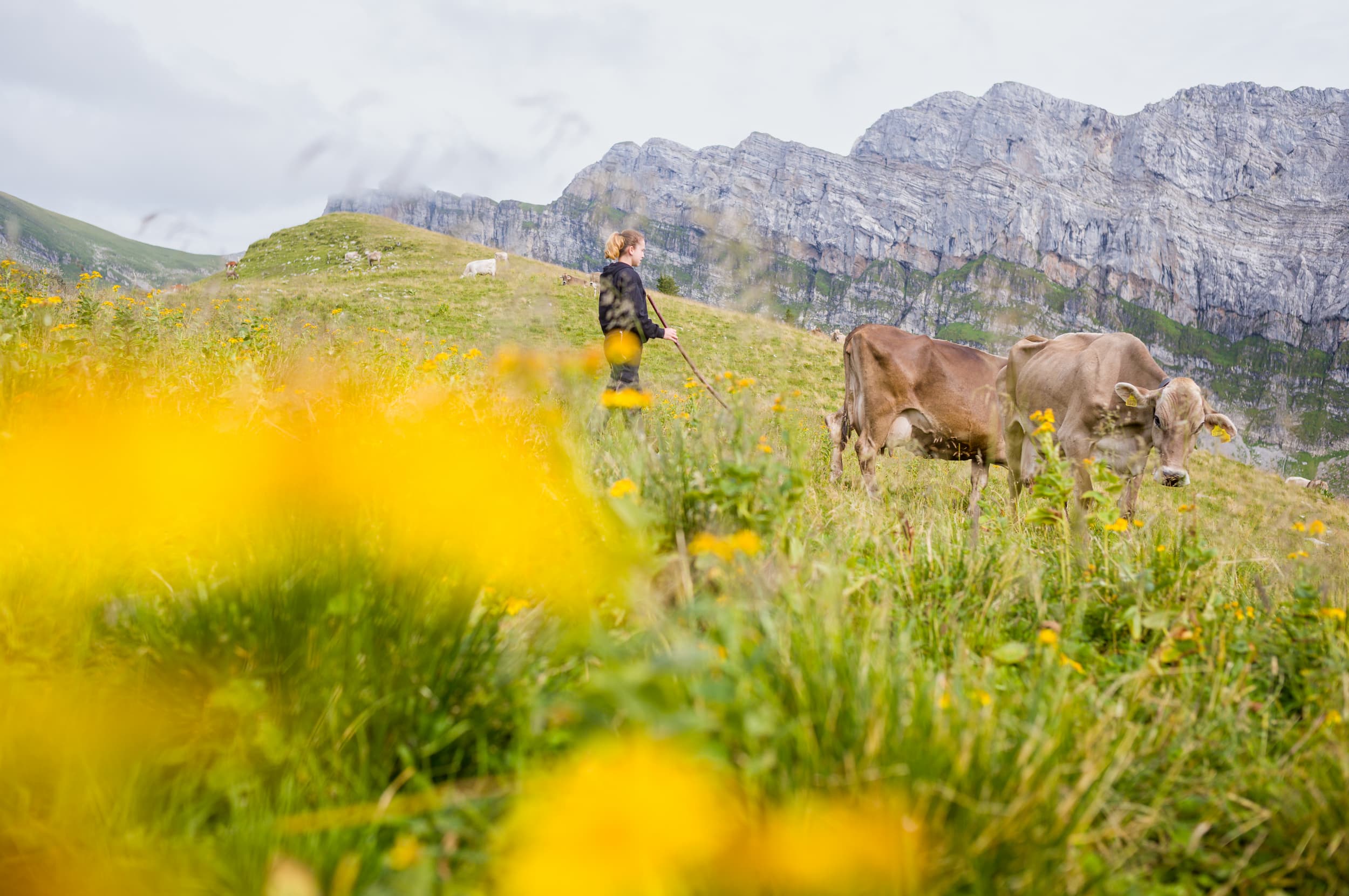 Una donna con un bastone in mano è in piedi su un pascolo di montagna davanti a due mucche marroni.