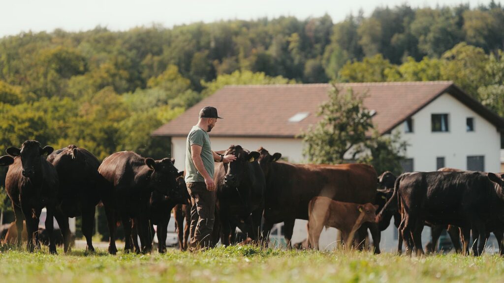 Un contadino con i suoi bovini al pascolo.
