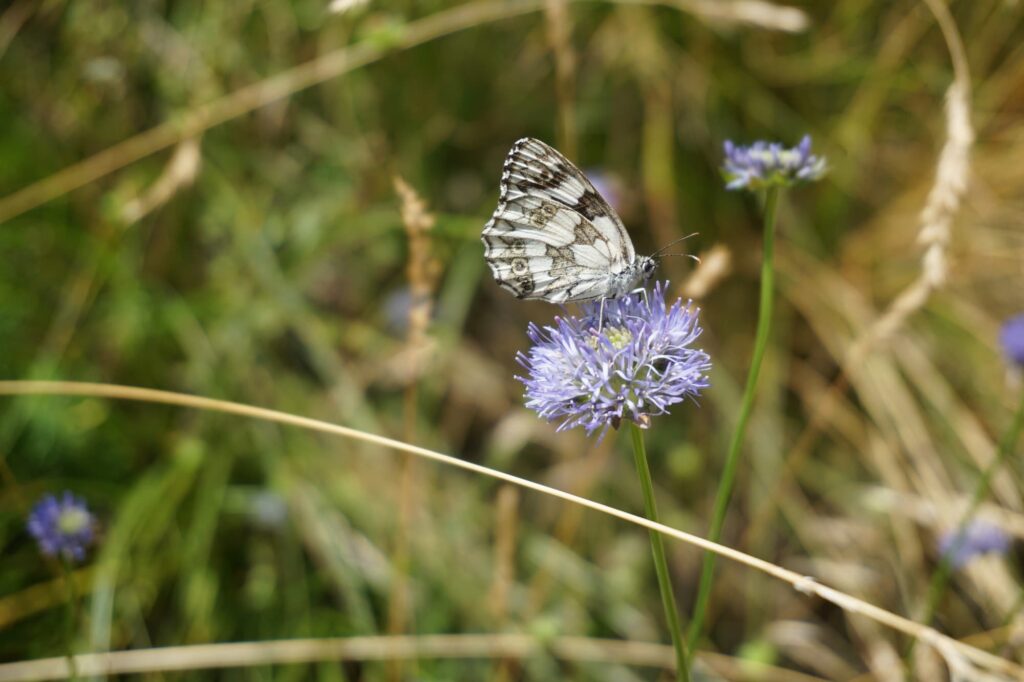 Una farfalla su un fiore.