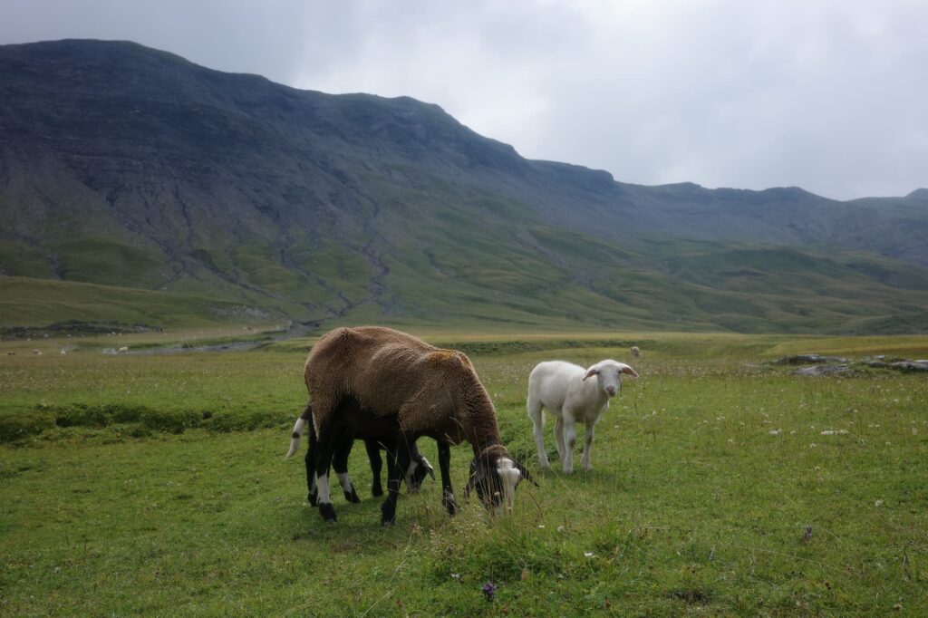 Tre pecore su un pascolo. La pecora marrone sta mangiando.