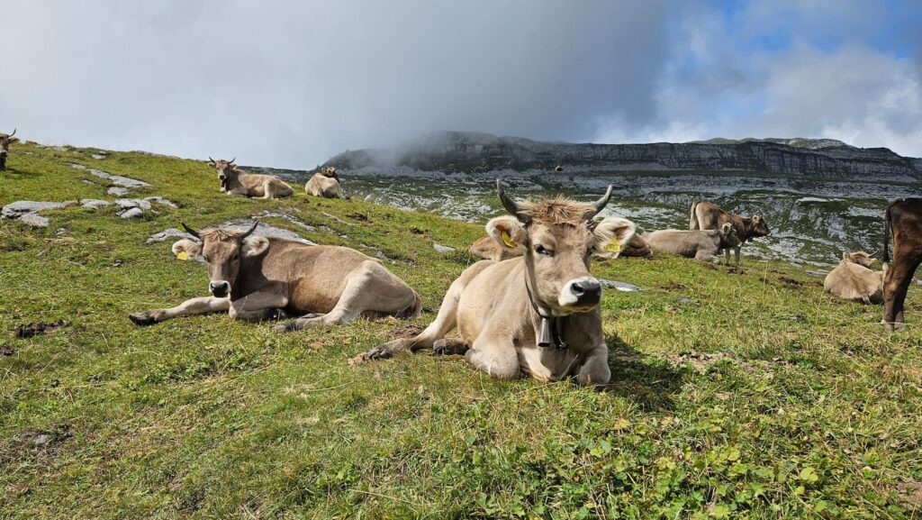 Diverse mucche brune sdraiate in un prato.