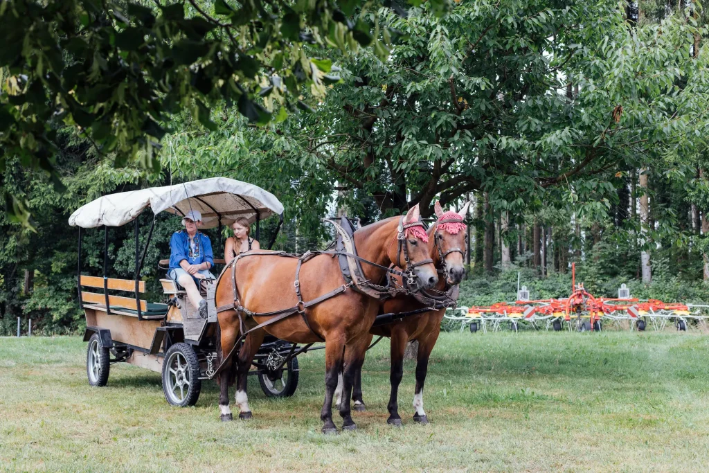 Carrozza trainata da cavalli con visitatori nel cortile della fattoria.